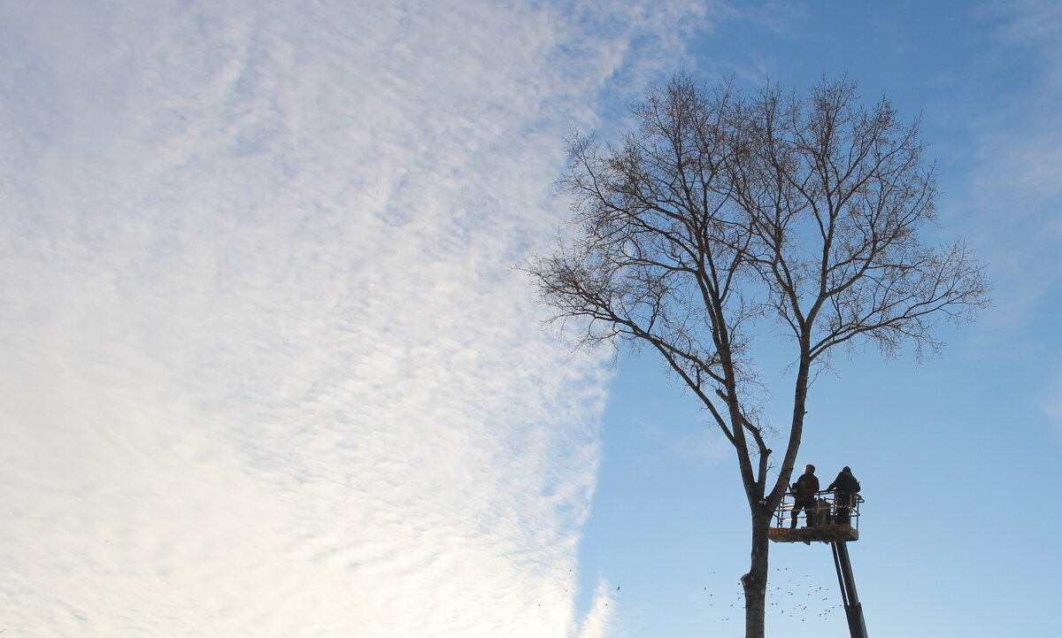 Казнь липы - Елена Минина