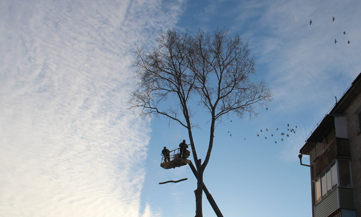 Казнь липы - Елена Минина Казнь липы - Елена Минина