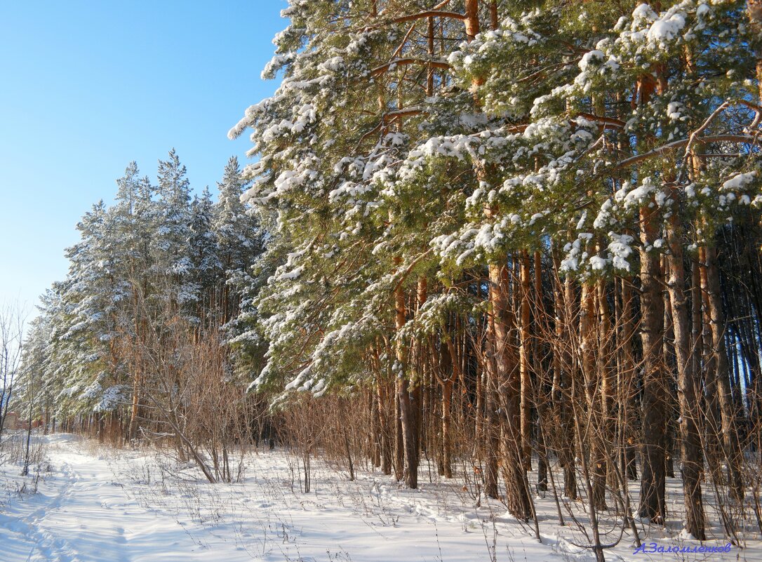 Просто наступила зима.... - Андрей Заломленков Просто наступила зима.... - Андрей Заломленков