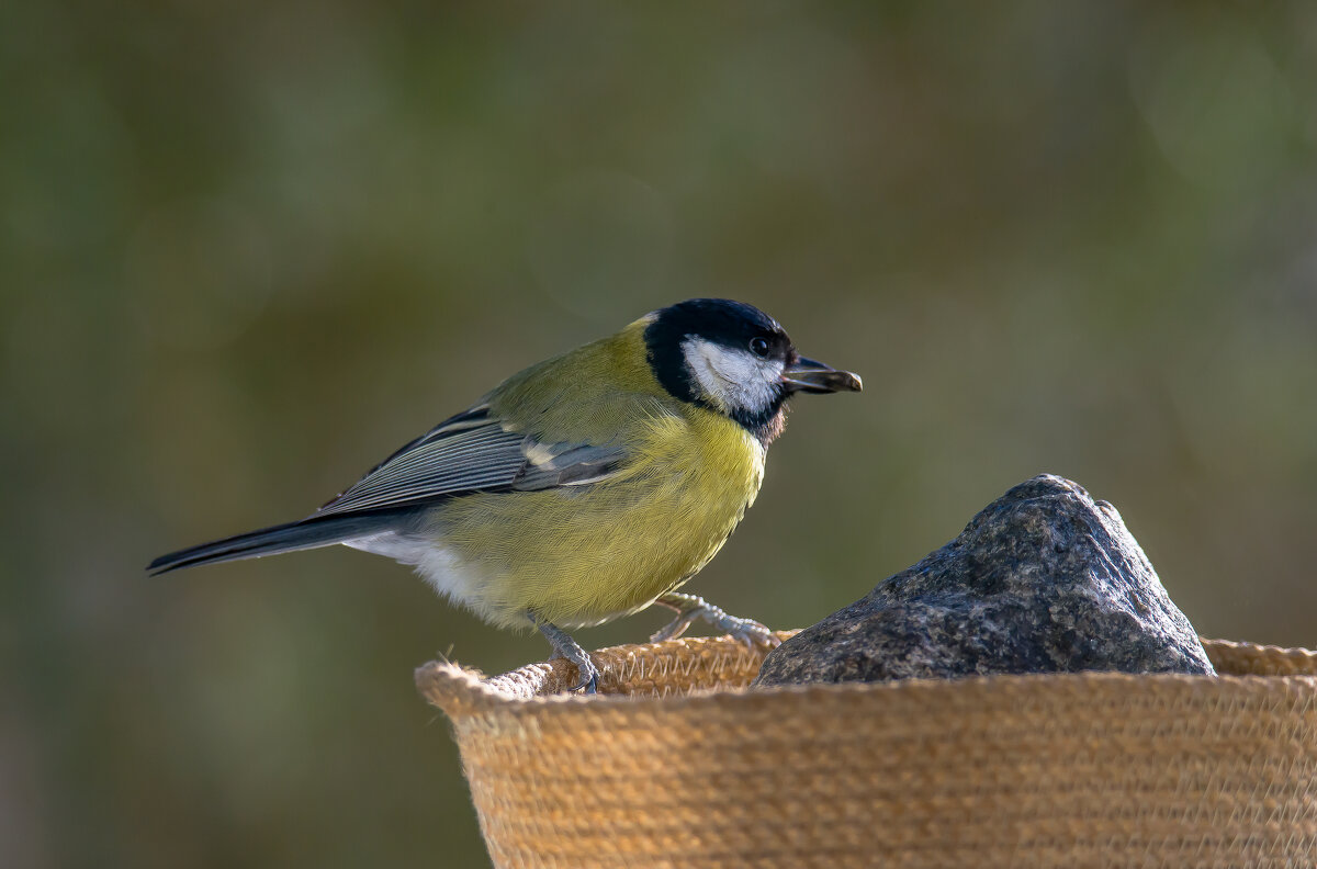 Синичка с добычей. - Sergey (Apg) Синичка с добычей. - Sergey (Apg)