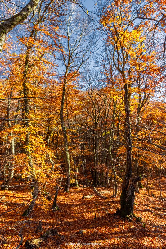 ОСЕНЬ ДЕМЕРДЖИ - Sergey Bagach