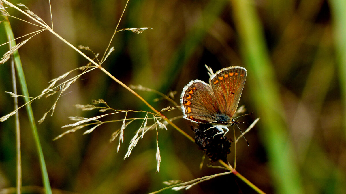 опять про бабочек...187 - Александр Прокудин опять про бабочек...187 - Александр Прокудин