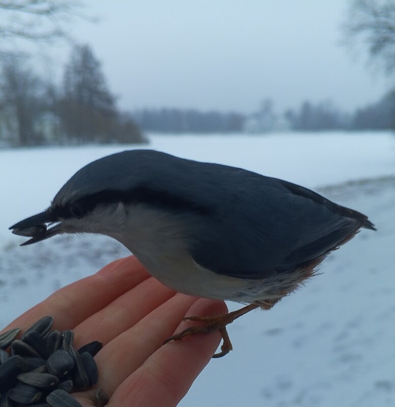 Поползень - Сапсан 