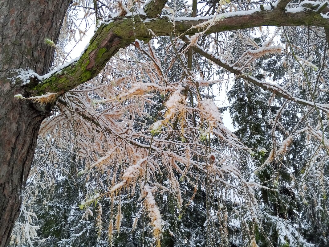 Осень - Сапсан 