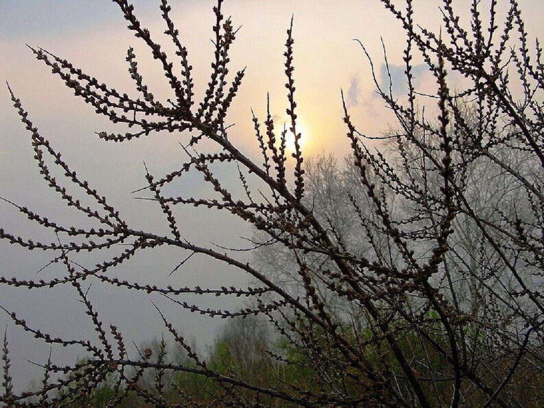 Туманный рассвет - Галина Нестратова