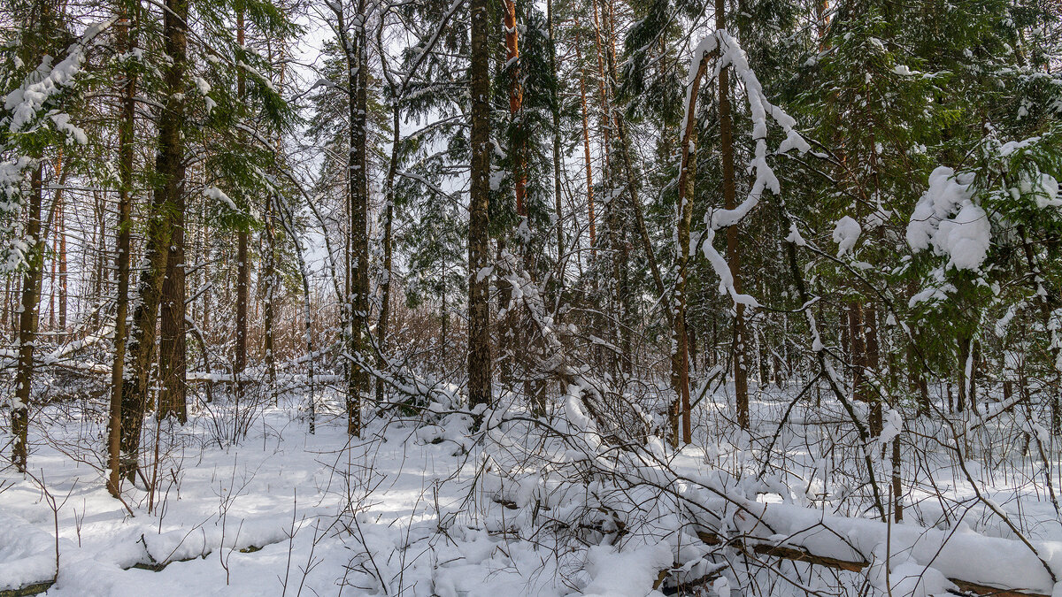 Зимний пейзаж - Владимир Лазарев