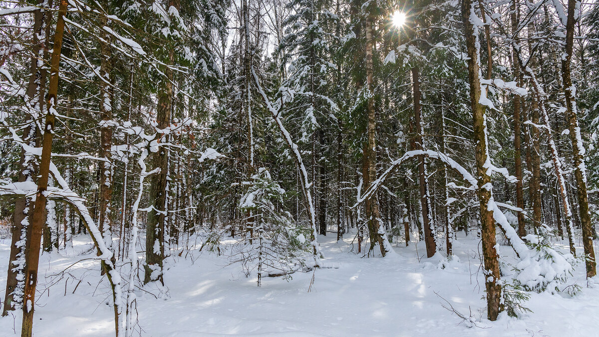 Зимний пейзаж - Владимир Лазарев