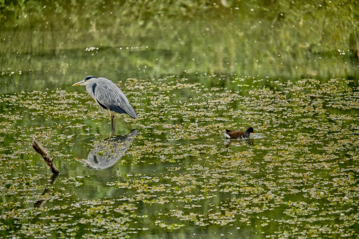 Пруд - Jakob Dick