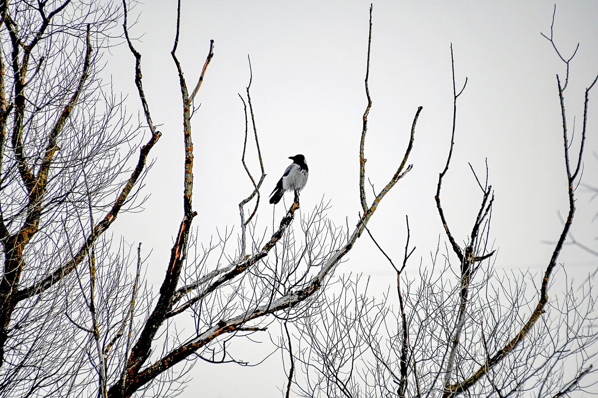 Высматривает - Валерий Иванович