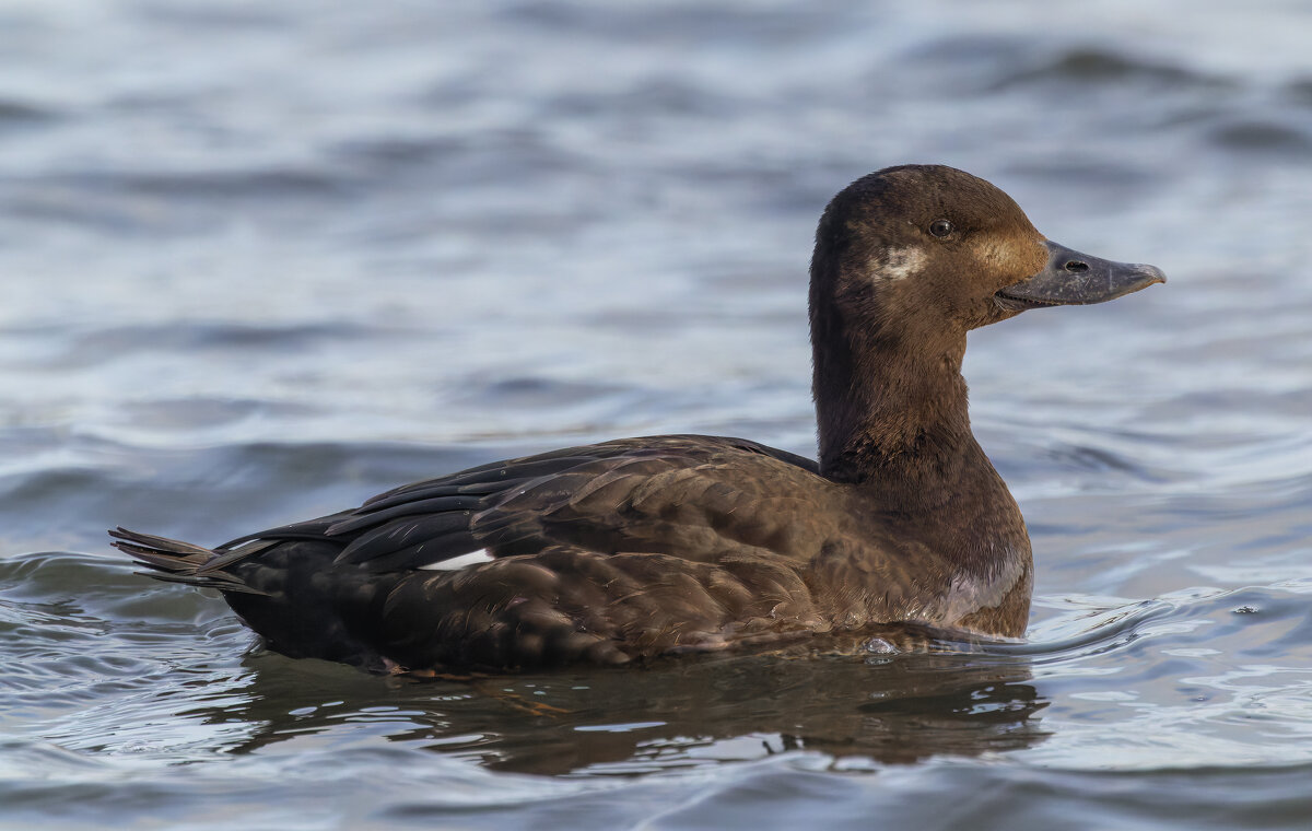 турпан. - юрий макаров