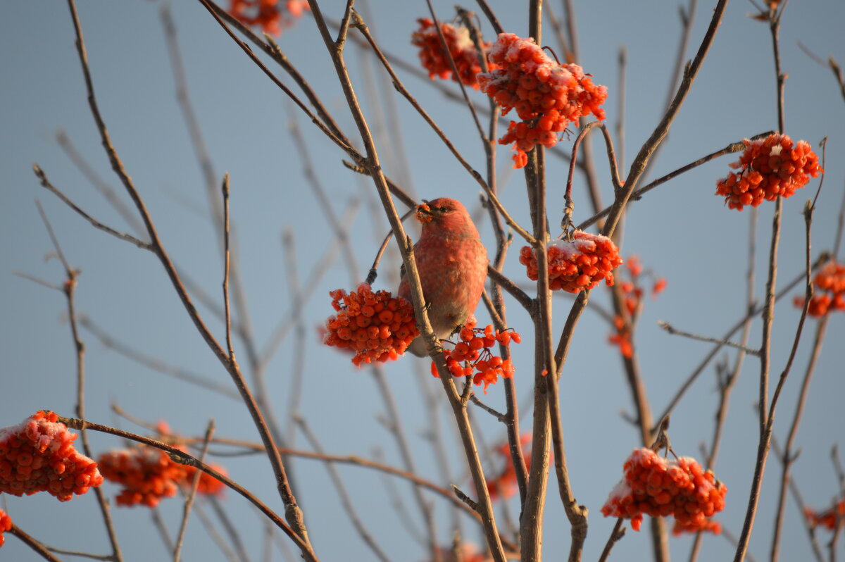 В одних тонах с зимним парком - Татьяна Лютаева