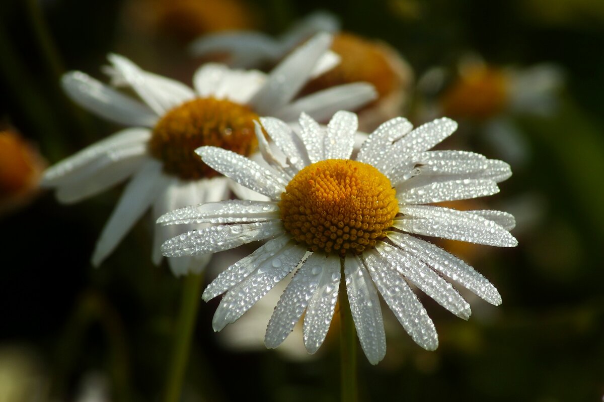 Доброе утро - Юрий. Шмаков