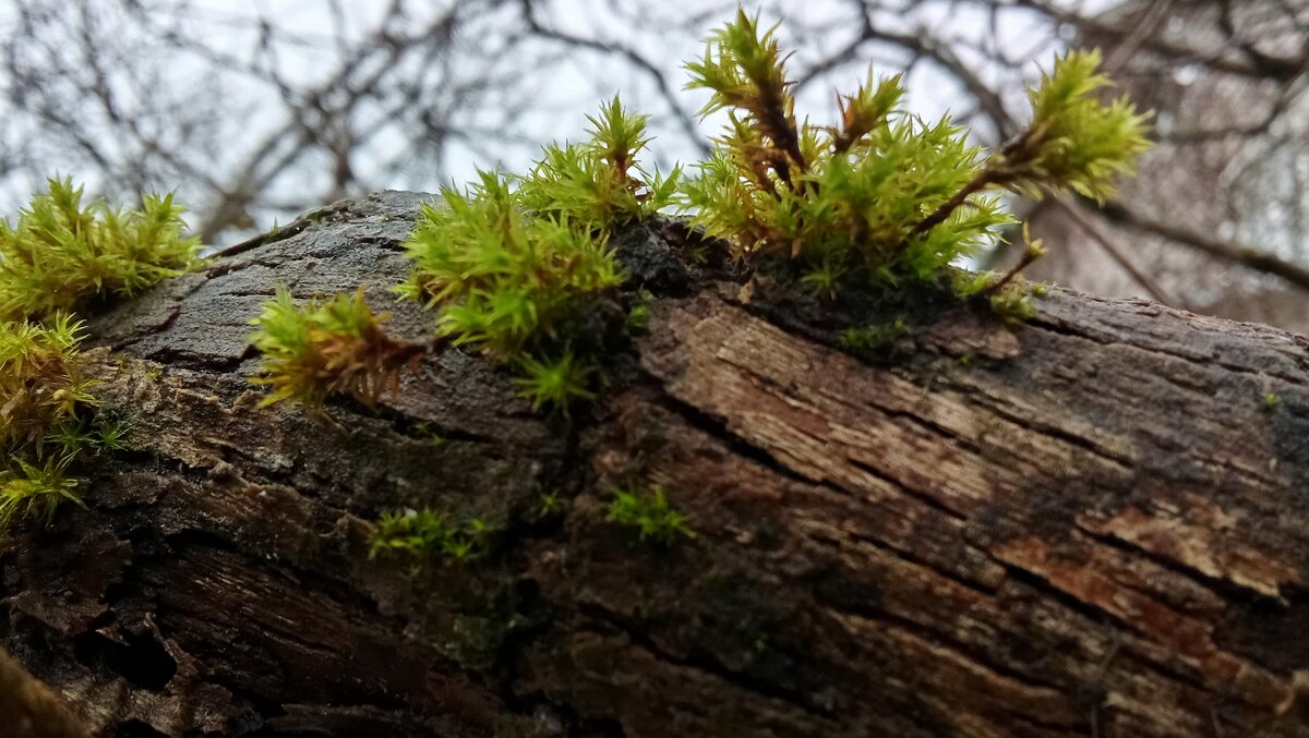 *** - Ольга Попова (popova/j2011)