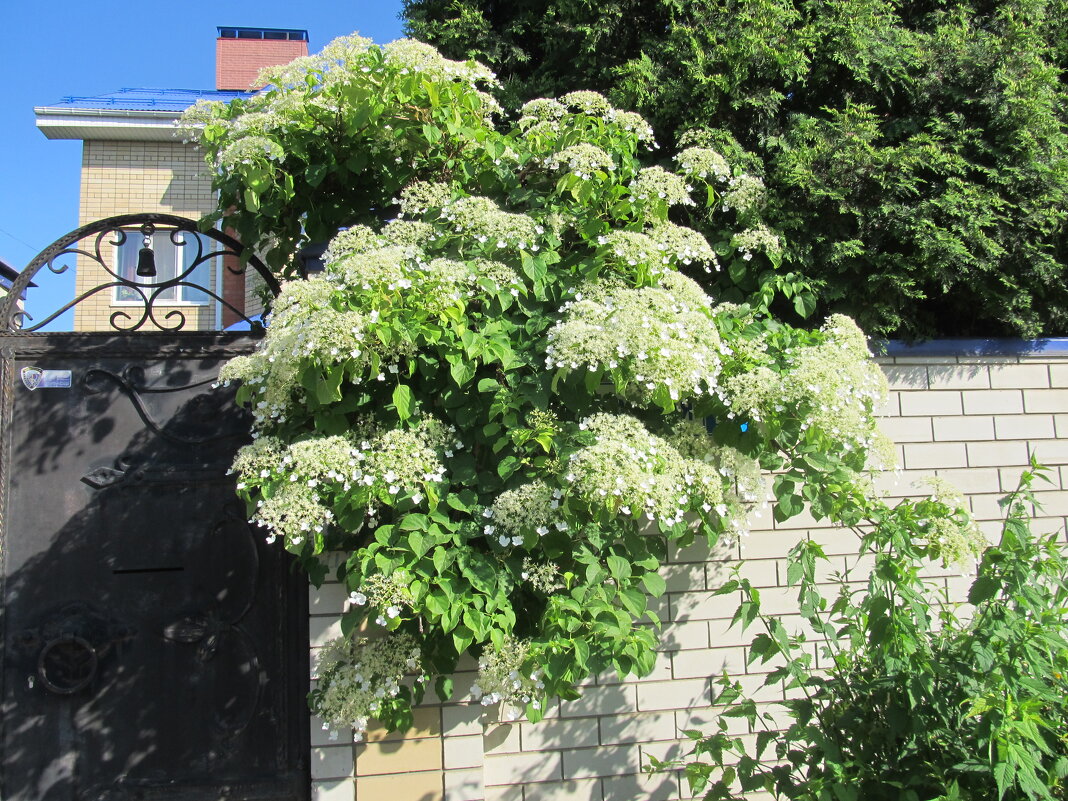 буйство лета - Елена Шаламова