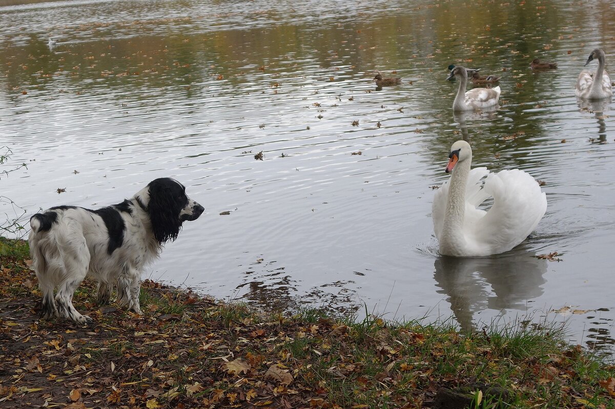 Лебеди в городском парке - Рита Симонова