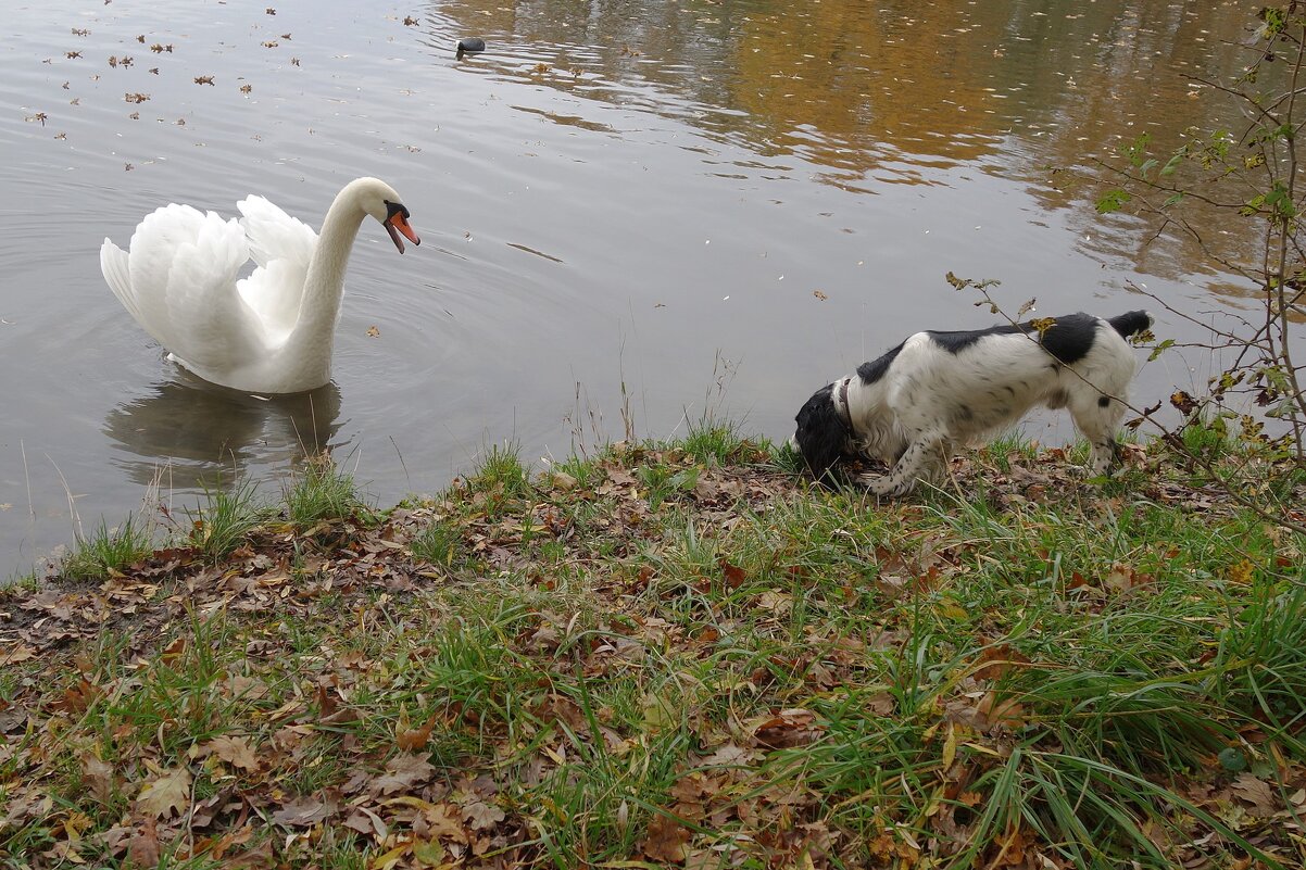 Лебеди в городском парке - Рита Симонова