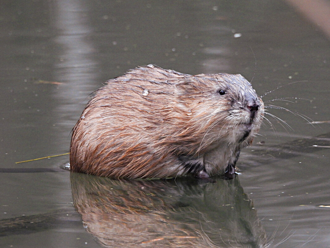 Ондатра - Лина 