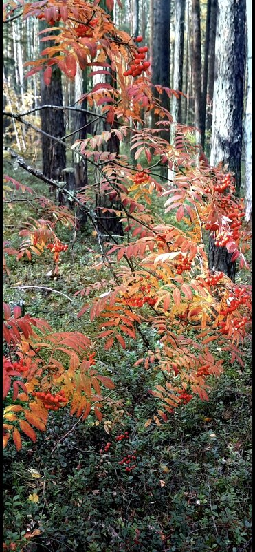 Рябина - Марина 