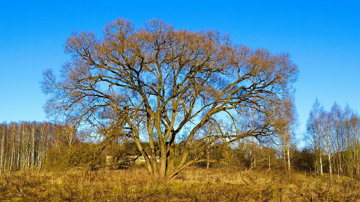 Природа в середине декабря. - Милешкин Владимир Алексеевич Природа в середине декабря. - Милешкин Владимир Алексеевич