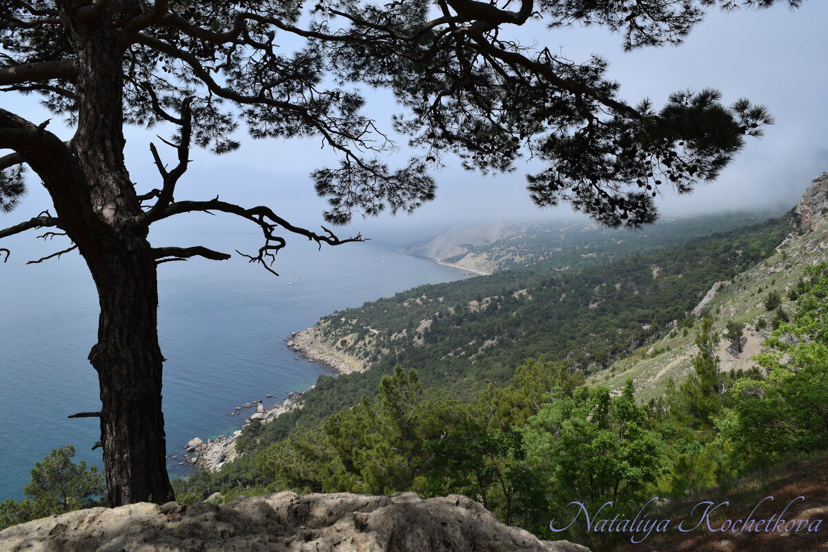 Природа Крыма - Amazing Cosmea