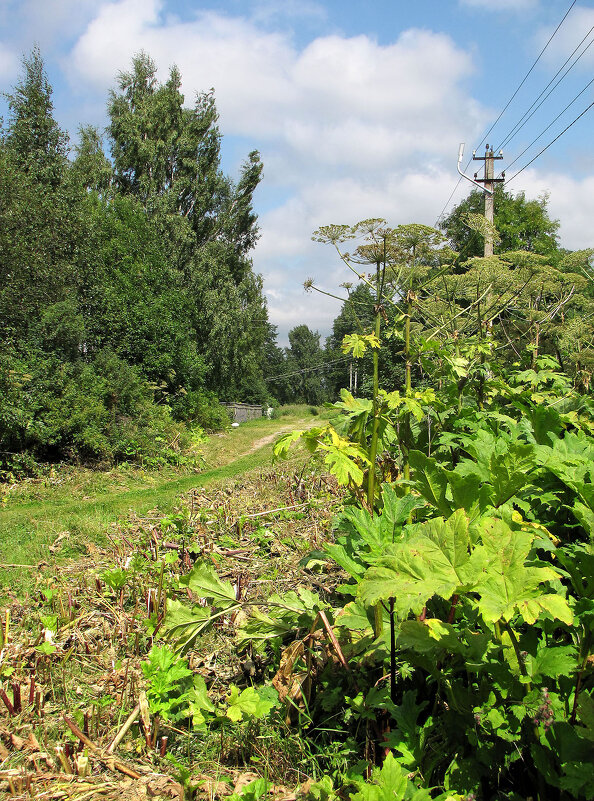 Пейзаж с борщевиком - Александр Ильчевский 