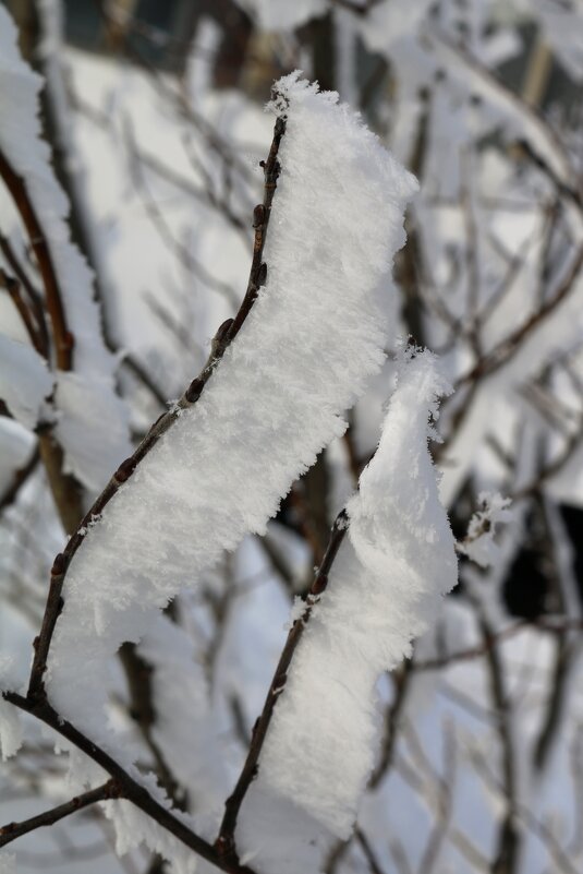 Кружева инея - Ольга 