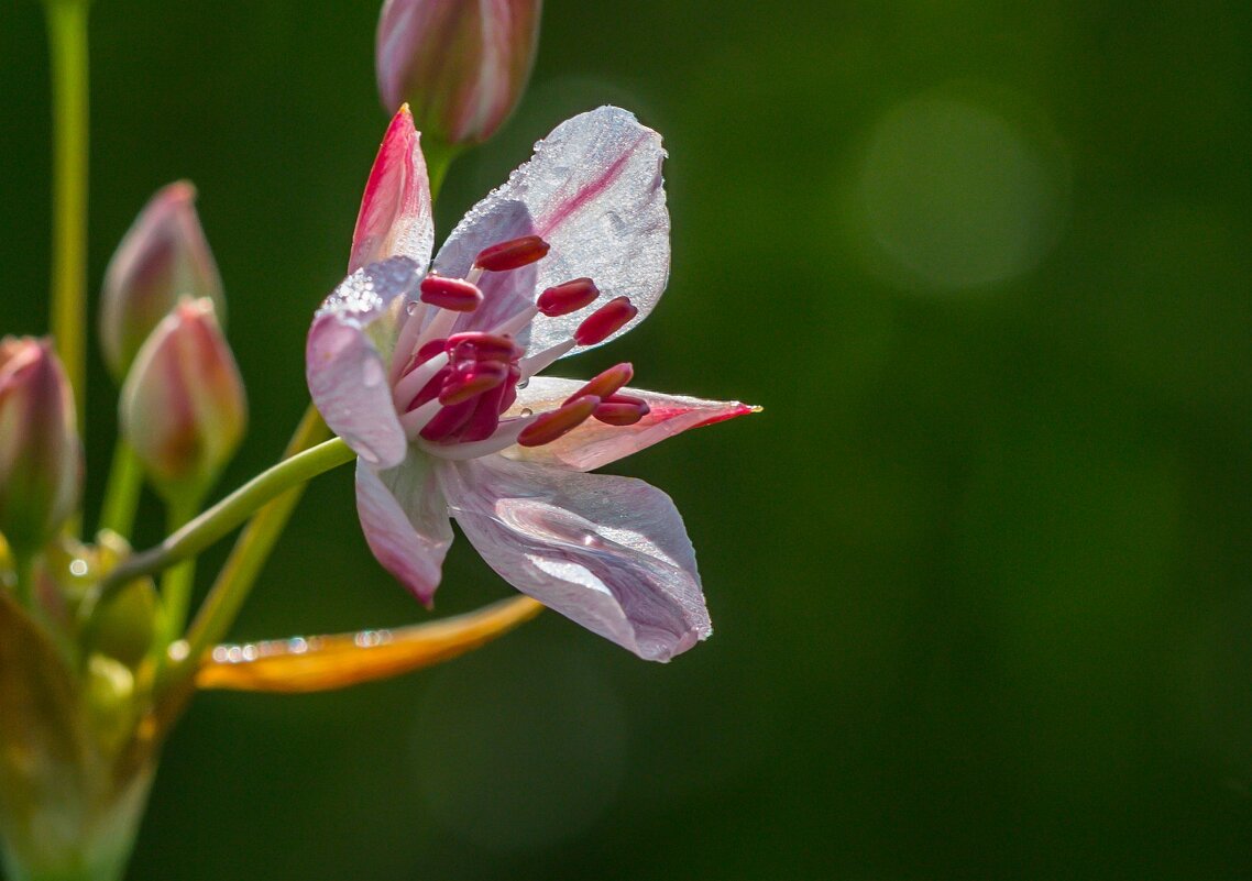 Краски лета.  г. Миасс, Машгородок. - Алексей Трухин