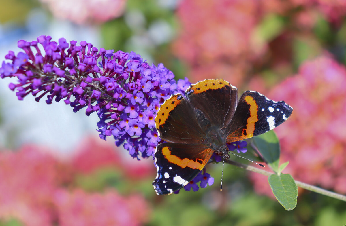 Лето - елена беликова