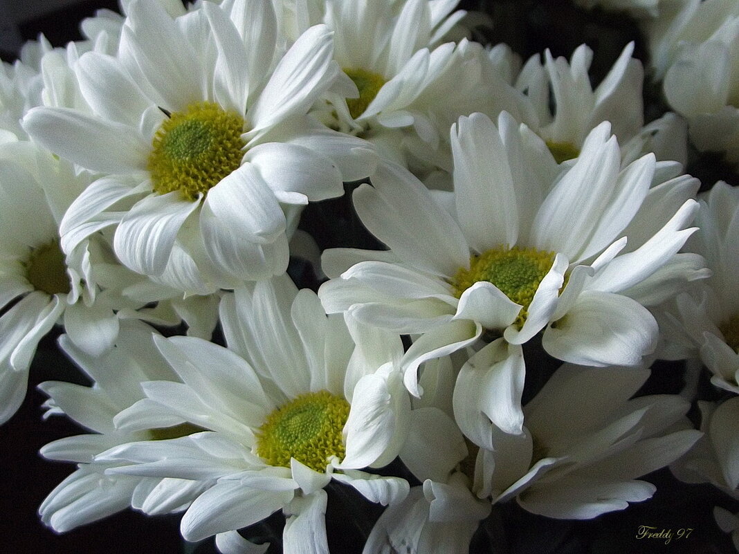 Хризантемы - Freddy 97