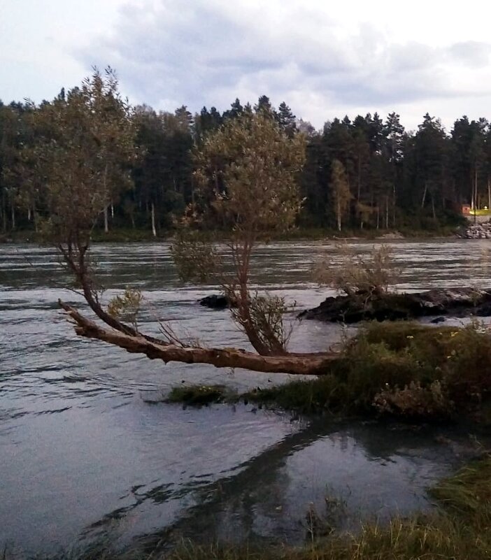 На берегу Катуни . Вечер . - Мила Бовкун На берегу Катуни . Вечер . - Мила Бовкун