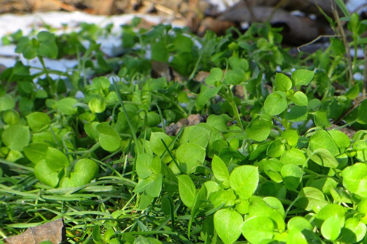 Декабрьская травка и остатки снега - Татьяна Смоляниченко Декабрьская травка и остатки снега - Татьяна Смоляниченко