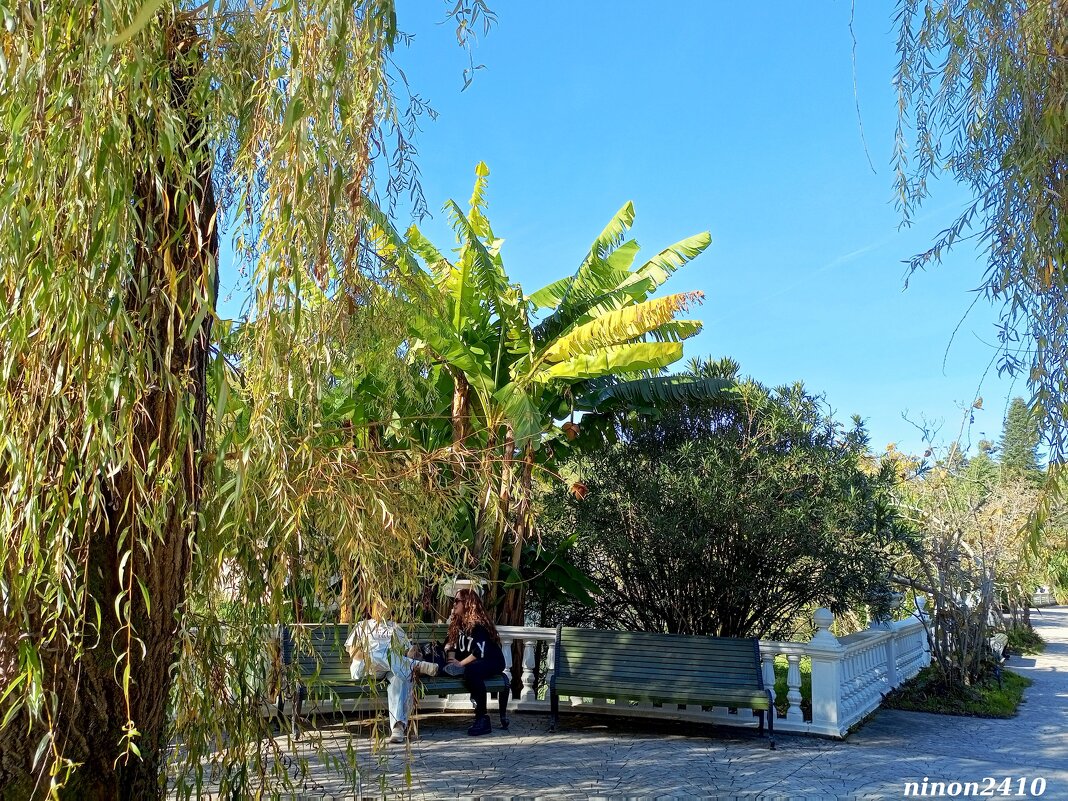 Адлер. Дендропарк "Южные культуры" - Нина Бутко Адлер. Дендропарк "Южные культуры" - Нина Бутко