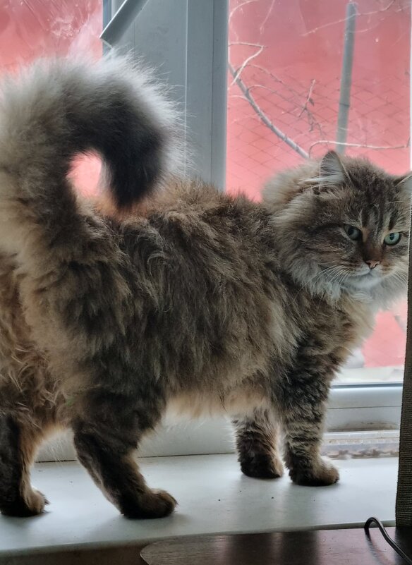 Господин в пушистых штанах идет на выход :) - Наталья Господин в пушистых штанах идет на выход :) - Наталья