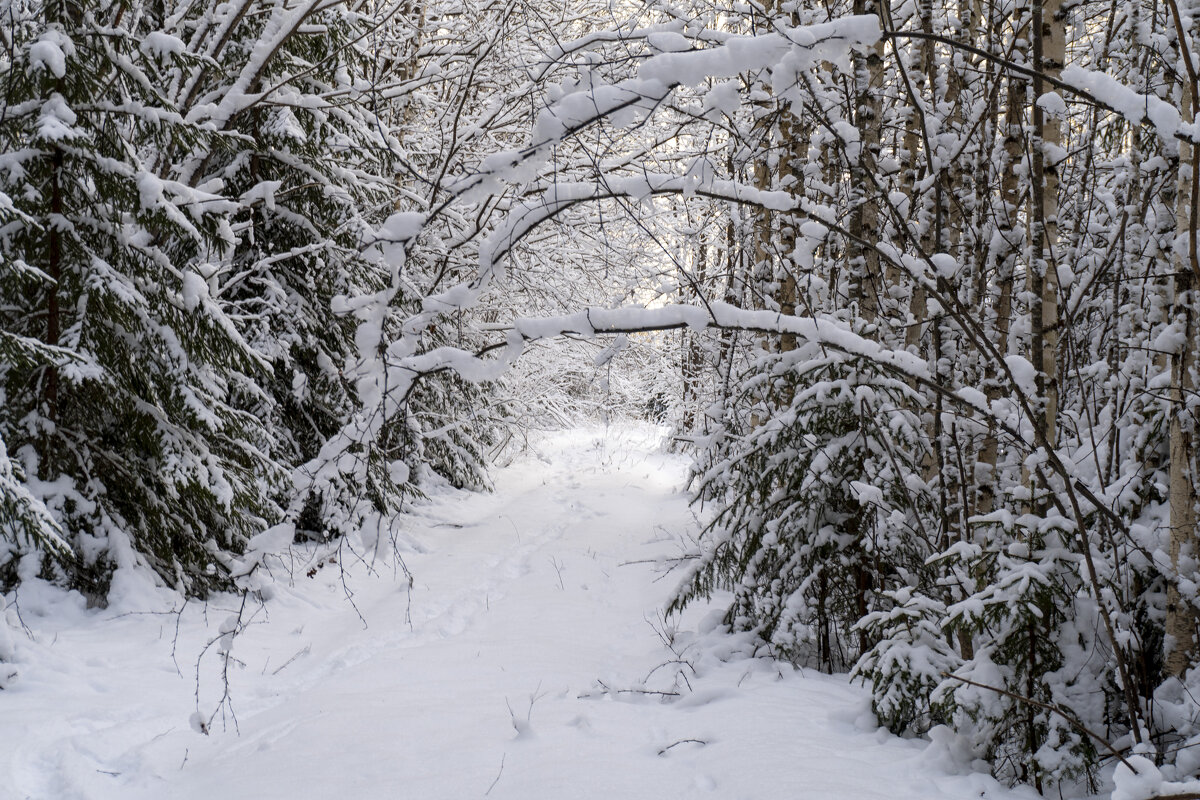 После снегопада - Сергей Ц