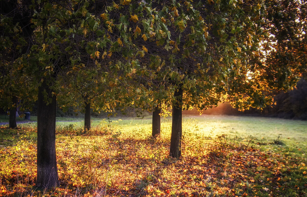 **** - Андроник Александр 
