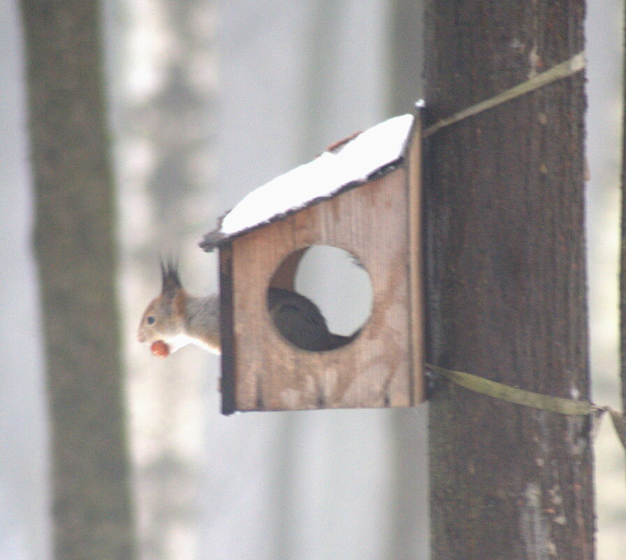 На кормушке - Сергей Владимирович Егоров На кормушке - Сергей Владимирович Егоров