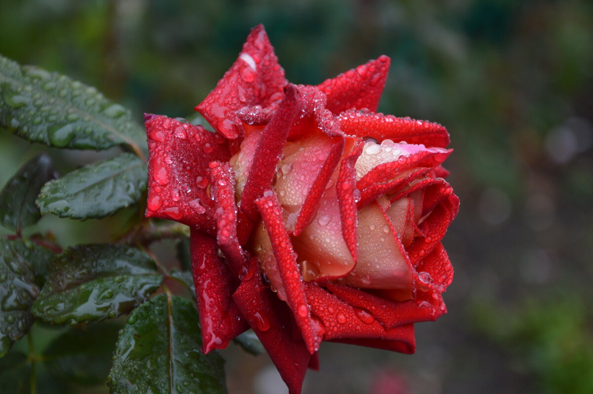 "...Мелодия Дождя..." - Надежда Куркина 