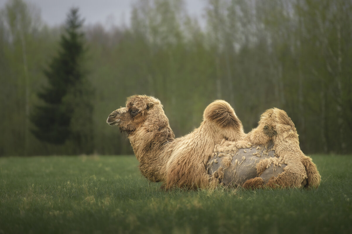 Верблюд - Максим Вышарь Верблюд - Максим Вышарь