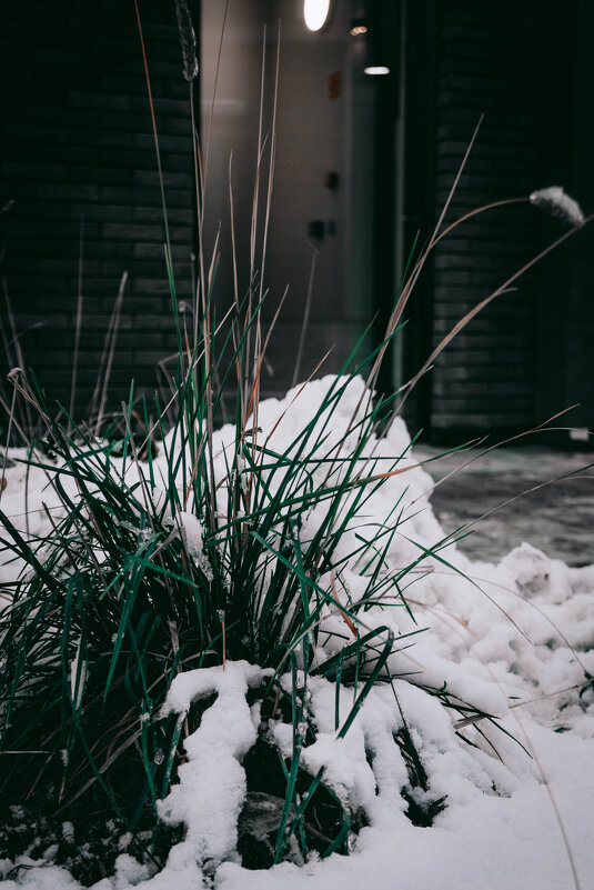 Пучок травы - Никита Денисович 