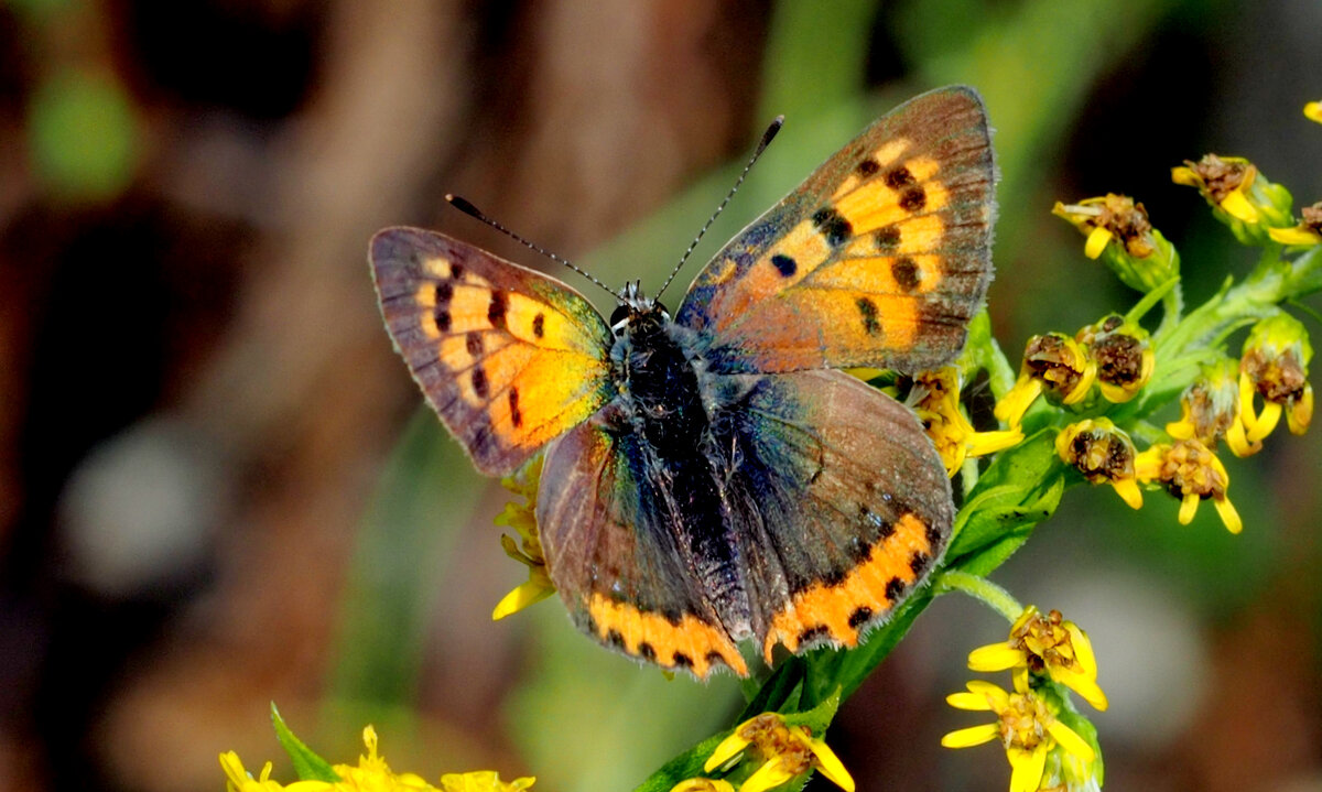 опять про бабочек...191 - Александр Прокудин опять про бабочек...191 - Александр Прокудин