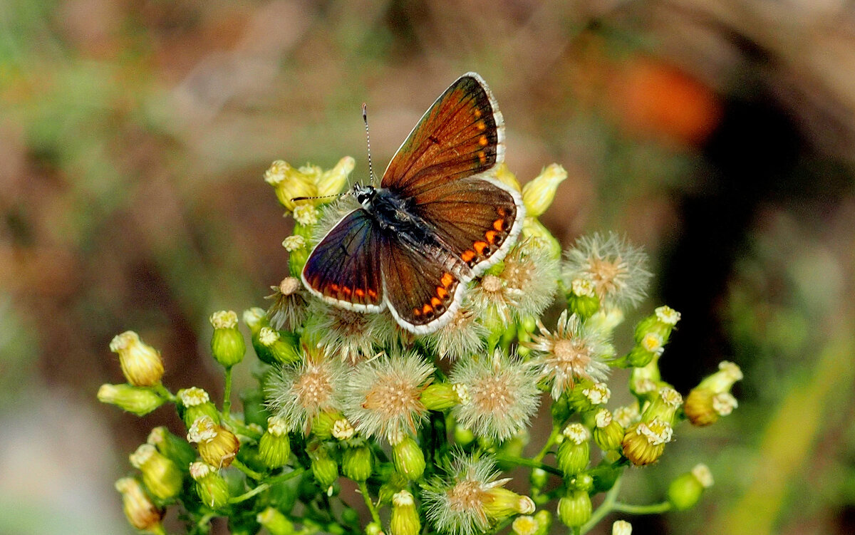 опять про бабочек...195 - Александр Прокудин опять про бабочек...195 - Александр Прокудин