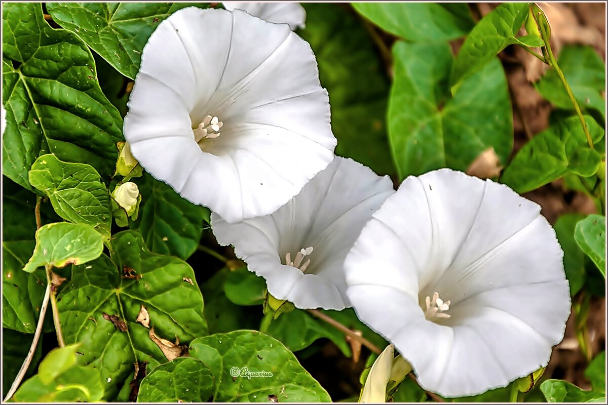 Про июнь... - Aquarius - Сергей Про июнь... - Aquarius - Сергей