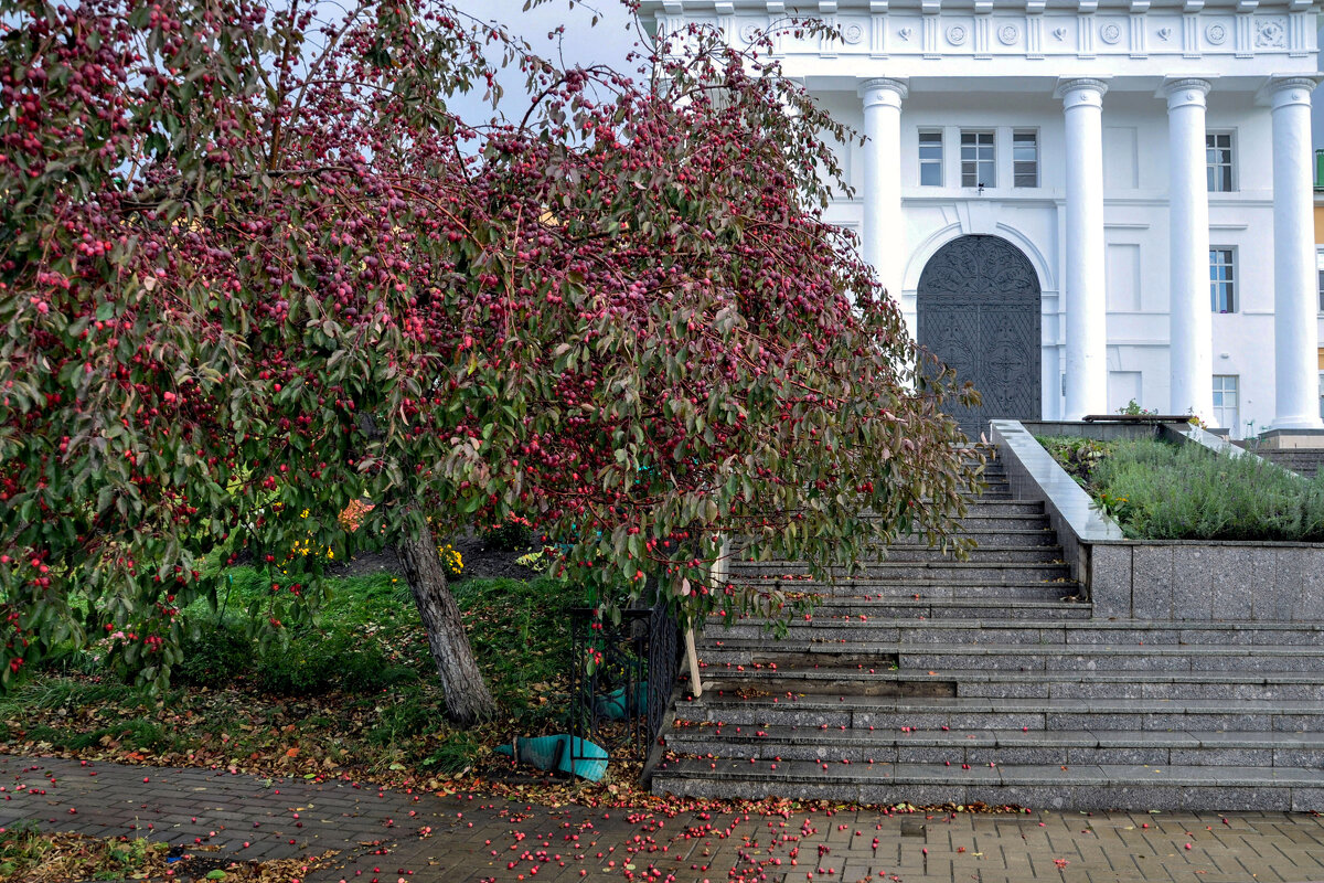 Осенние яблочки у колокольни Рождество-Богородицкого монастыря - Татьяна Машошина Осенние яблочки у колокольни Рождество-Богородицкого монастыря - Татьяна Машошина