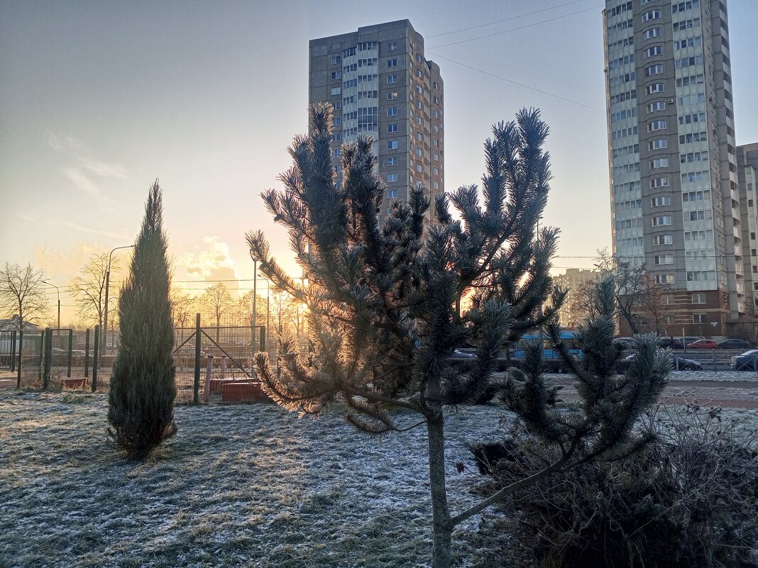 Утро - Сапсан 