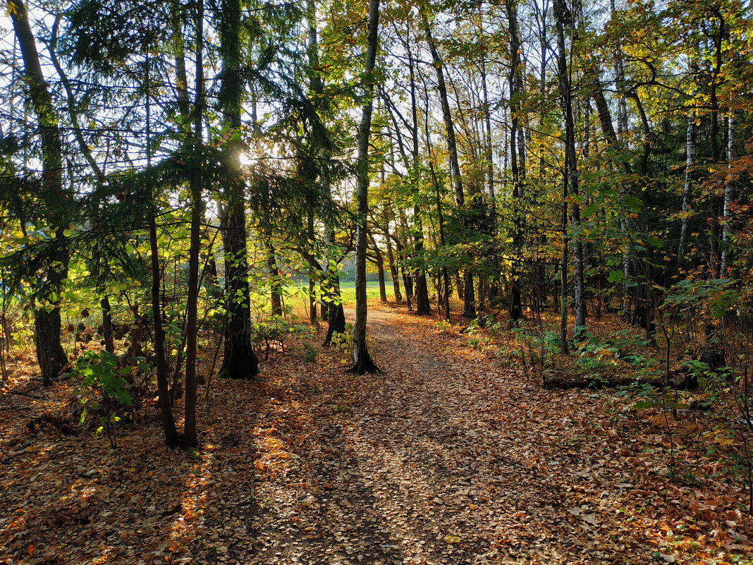 Один день в октябре-2023 в Лосином острове - Андрей Лукьянов