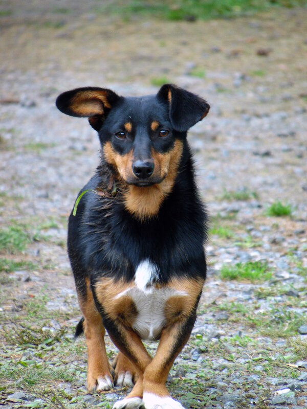 Пёс,изучающий балет. - nadyasilyuk Вознюк Пёс,изучающий балет. - nadyasilyuk Вознюк