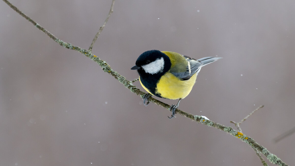 Большая синица в зимний период - Владимир Лазарев Большая синица в зимний период - Владимир Лазарев