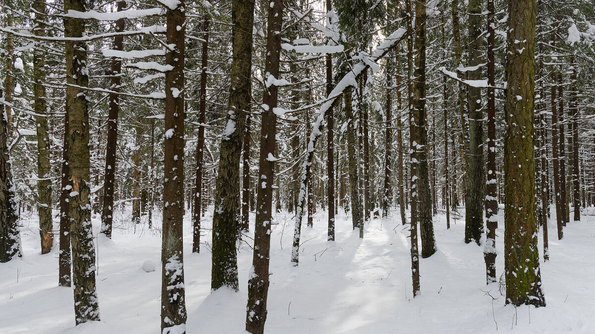 Зимний пейзаж - Владимир Лазарев
