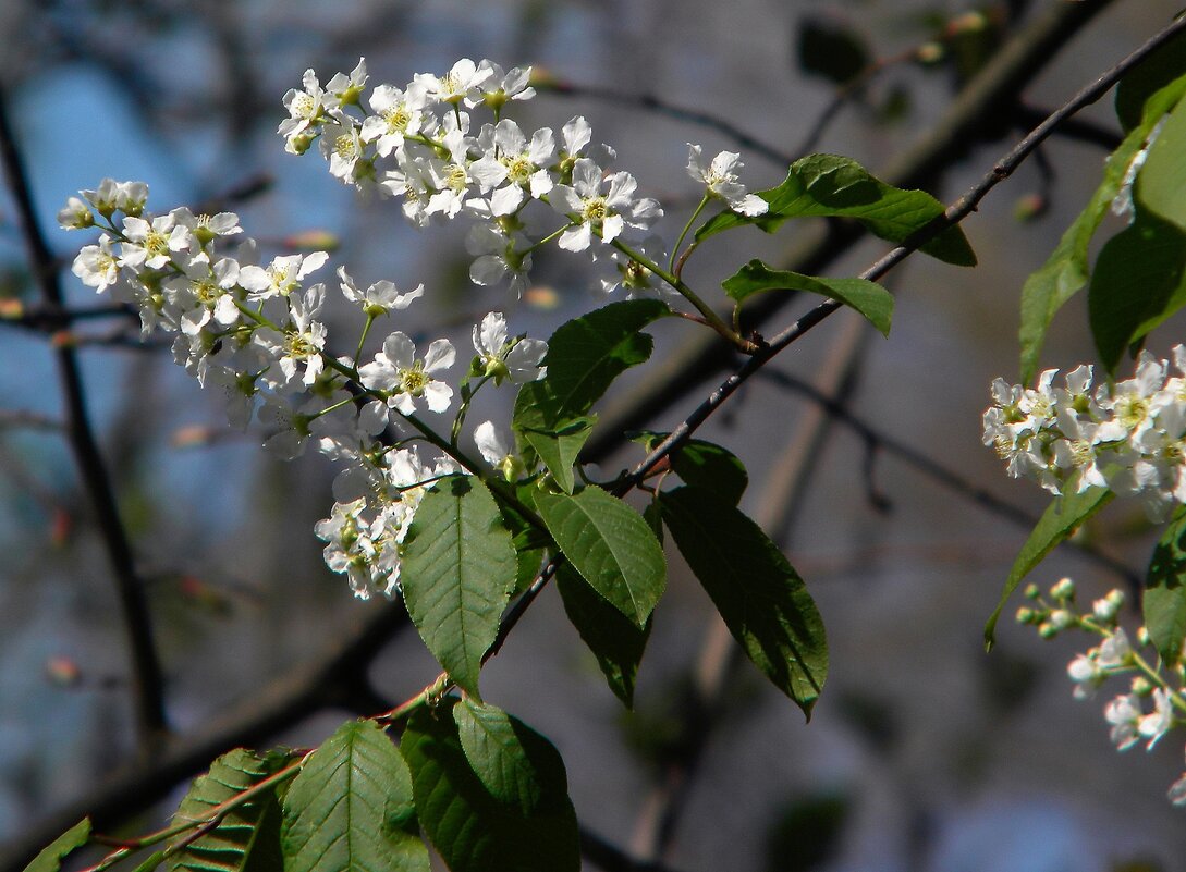 Весна - Роман Савоцкий
