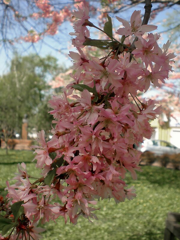 Весна - Роман Савоцкий